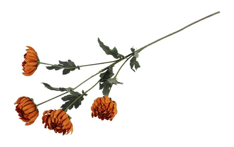 Chrysant oranje - Afbeelding 3