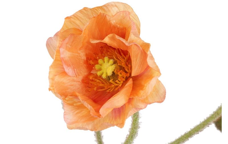 Klaproos zalm - Afbeelding 2