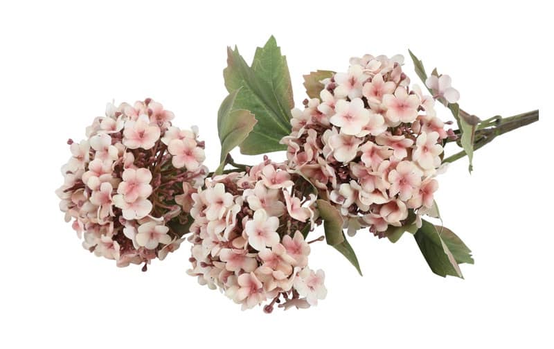 Viburnum carlesii roze - Afbeelding 2