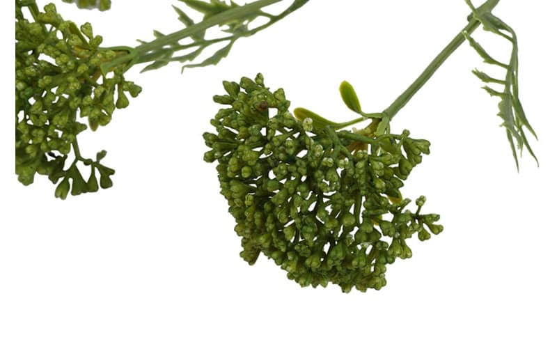 Bloem Anthriscus groen - Afbeelding 2