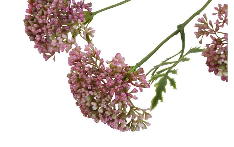 Fluitenkruid roze - Afbeelding 2