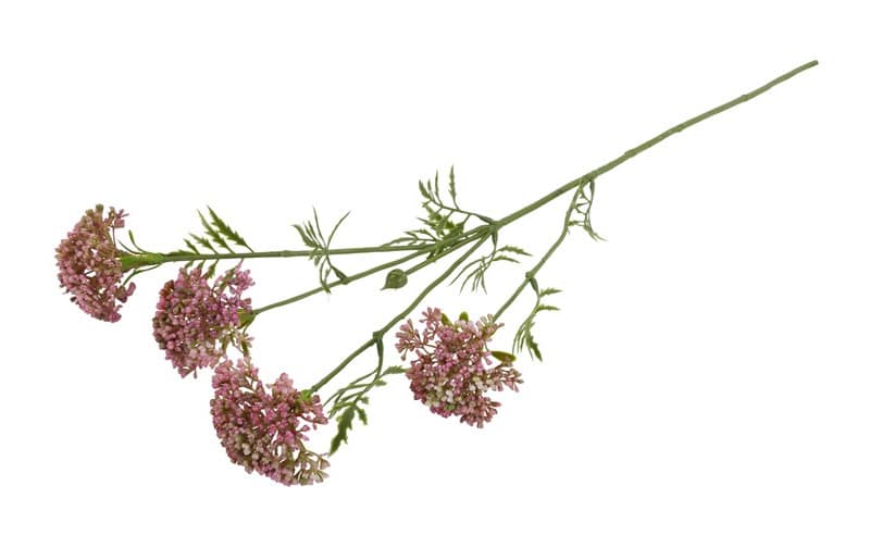 Fluitenkruid roze - Afbeelding 3