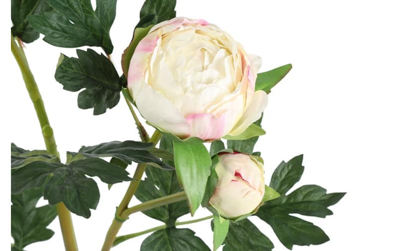 Pioenroos wit - Afbeelding 2