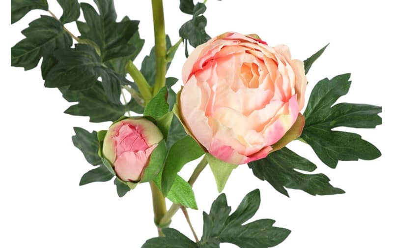 Pioenroos licht roze - Afbeelding 2