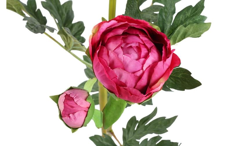 Pioenroos donker roze - Afbeelding 2