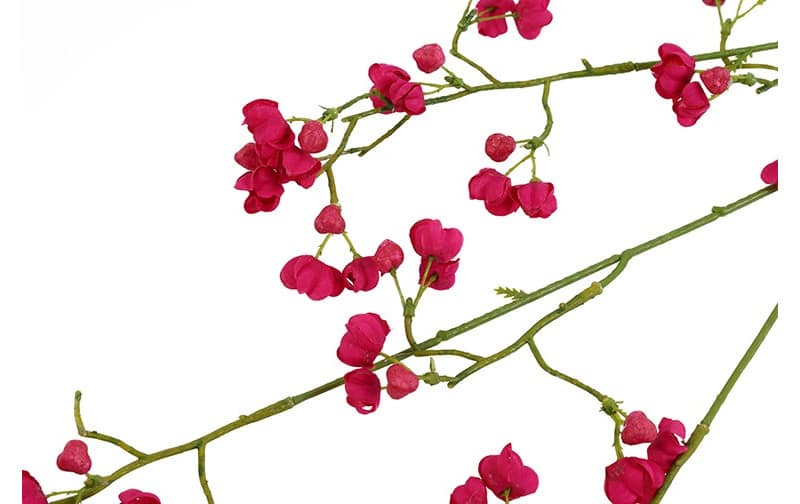 Gypsophila paars - Afbeelding 2