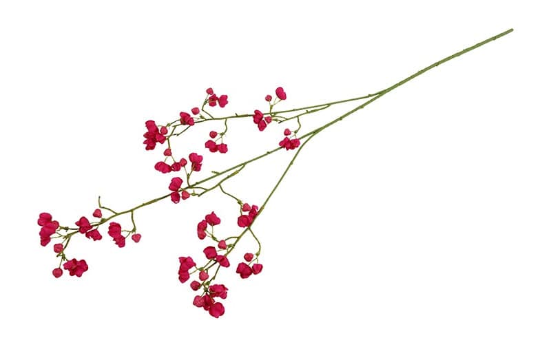 Gypsophila paars - Afbeelding 3