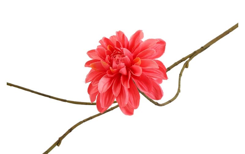 Bloem Dahlia roze - Afbeelding 2