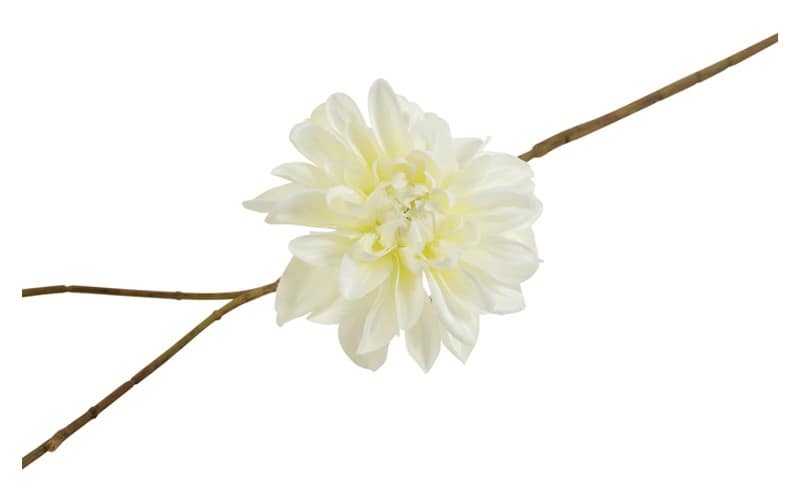 Bloem Dahlia wit - Afbeelding 2