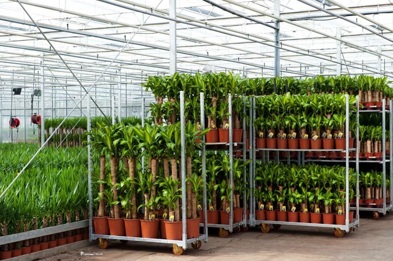 Je bekijkt nu Specifieke steunmaatregel sierteelt en voedingstuinbouw