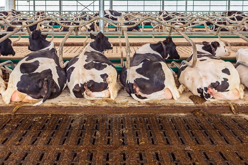 Lees meer over het artikel Gehalten dikke fractie na mestscheiding niet aannemelijk