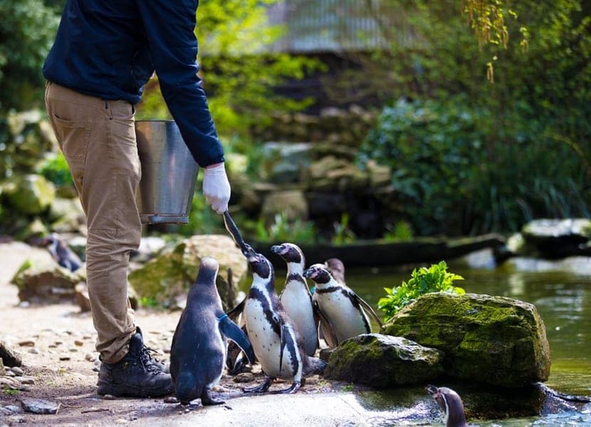 Pinguïns in Vogelpark Avifauna