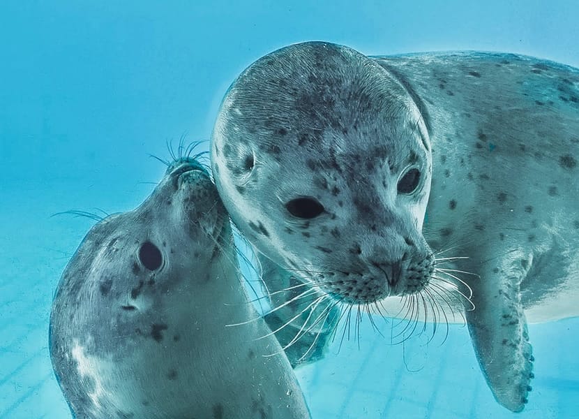 Het centrum voor zeenhonden Pieterburen, boven Groningen