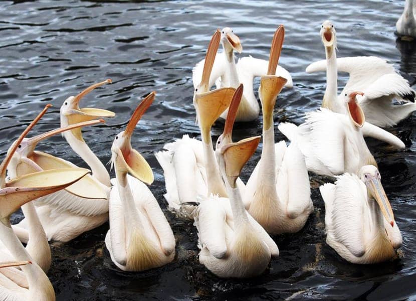 Pelikanen in Vogelpark Avifauna 