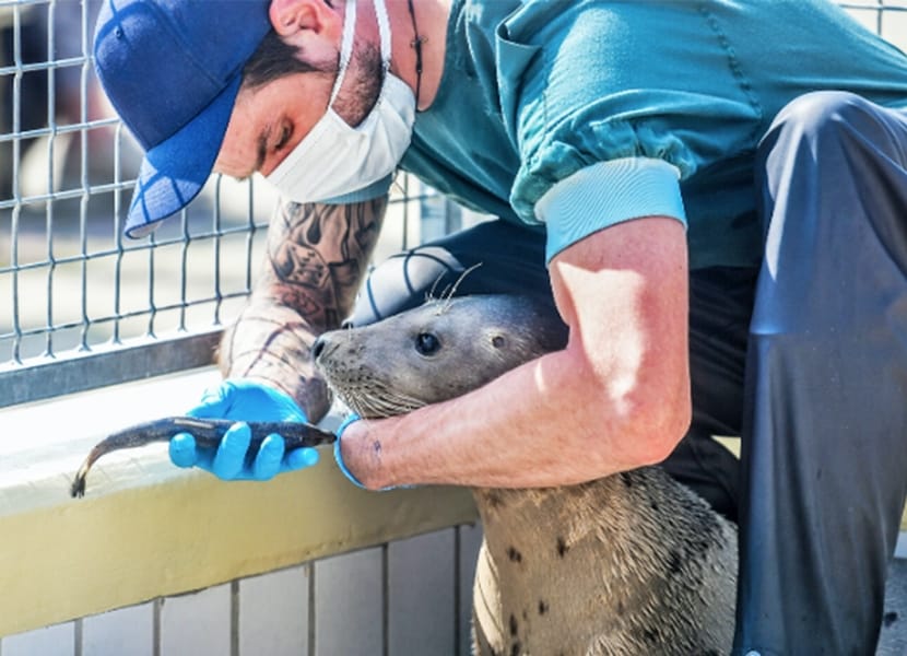 de verzorging in het centrum voor zeehonden Pieterburen