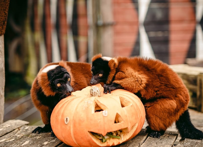 Halloween Bellewaerde in Ieper Belgie