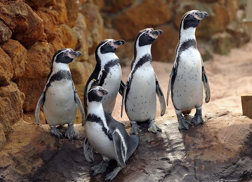 Sea Life Scheveningen