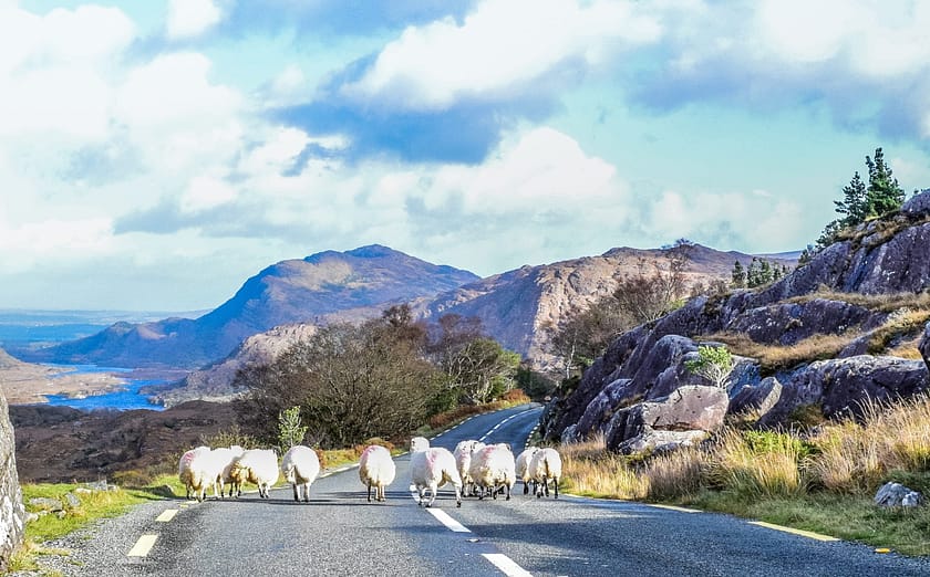 Schapen op de weg in Ierland