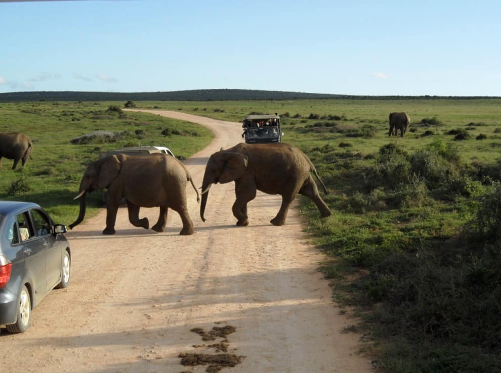 03Addo-Elephant-Park