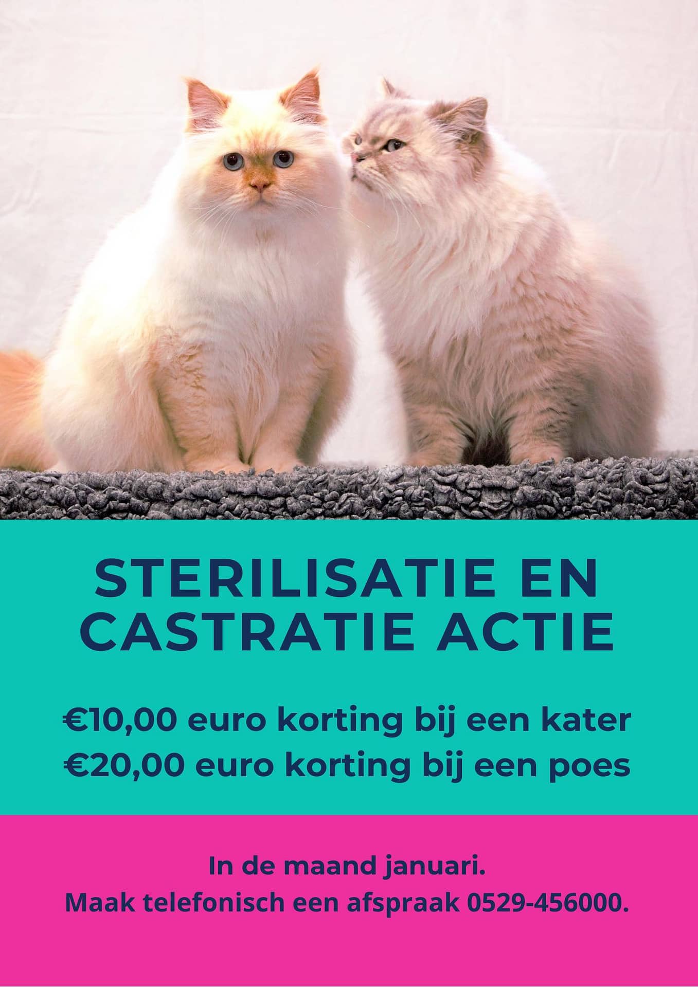 Sterilisatie en castratie actie Actueel Dierenkliniek Ommen Sterilisatie en castratie actie Actueel Dierenkliniek Ommen