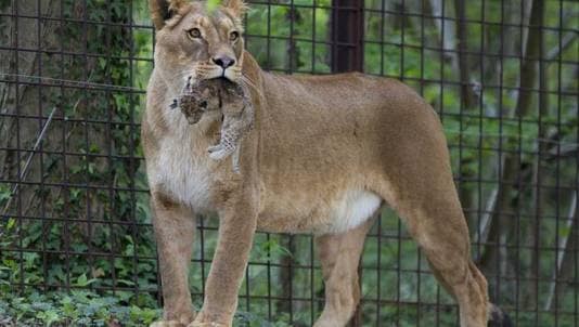 4 leefgebieden met een diversiteit aan dieren in GaiaZOO