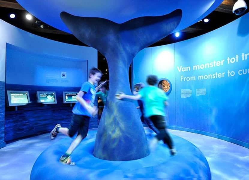 Leer alles over walvissen in het scheepvaartmuseum Amsterdam